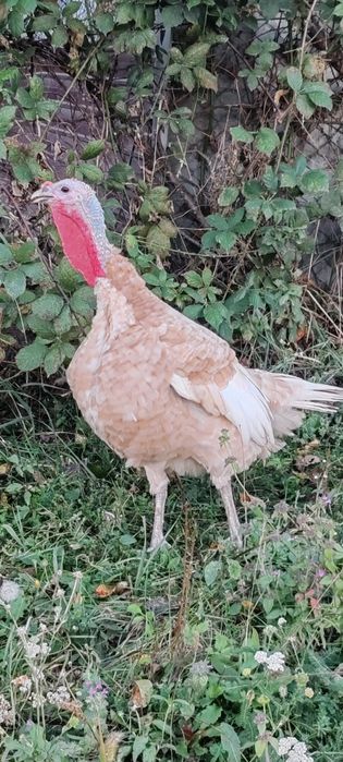 Curci si curcani red bourbone