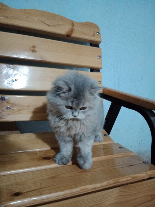 Xeylond fold 3 oylik mushuk bolasi