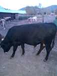 Taur rasa bruna de maramures