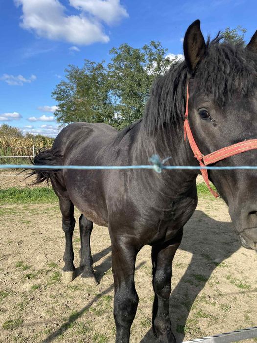 Armasar negru de vanzare