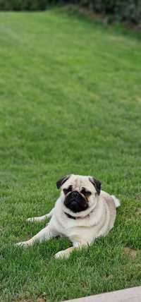 Vand femela de 1 an Pug / Mops