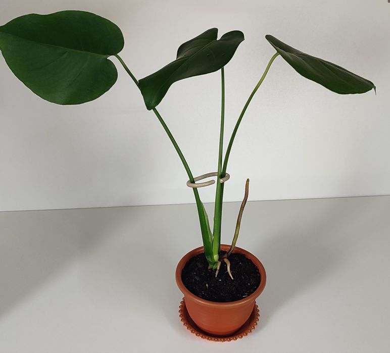 Монстера и алое-вера,сансевьерия