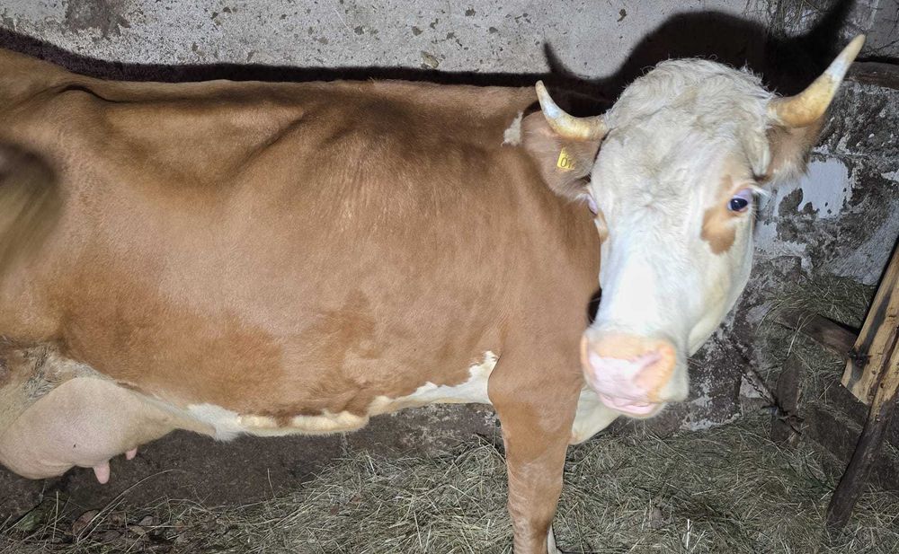 Vaca Baltata Romaneasca – cu lapte mult, care face smantana grasa