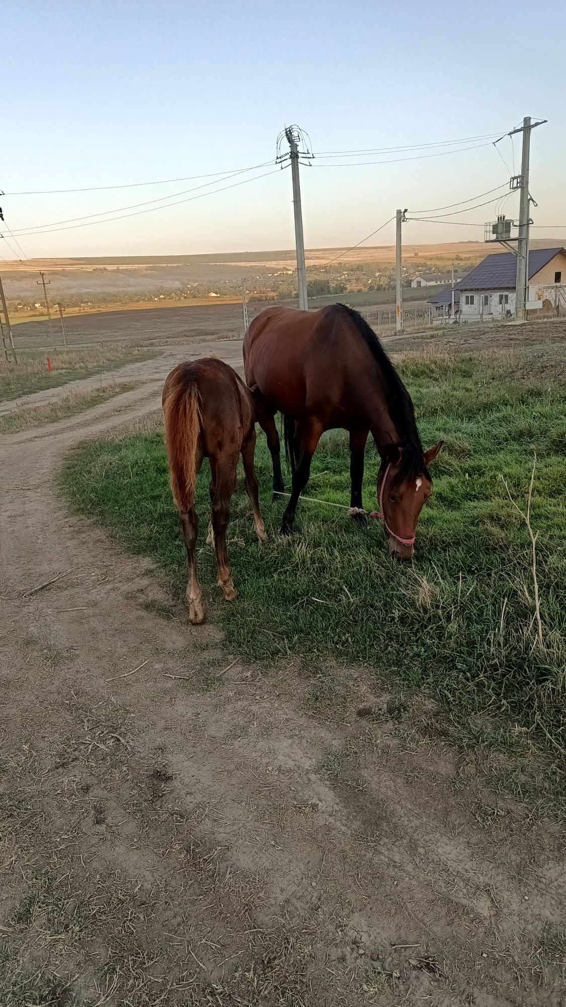 Vând iapă bună care trage bine