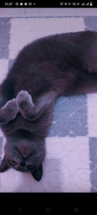 Очаровательная красавица ищет заботливых хозяев. Кошечке 2 года, приви