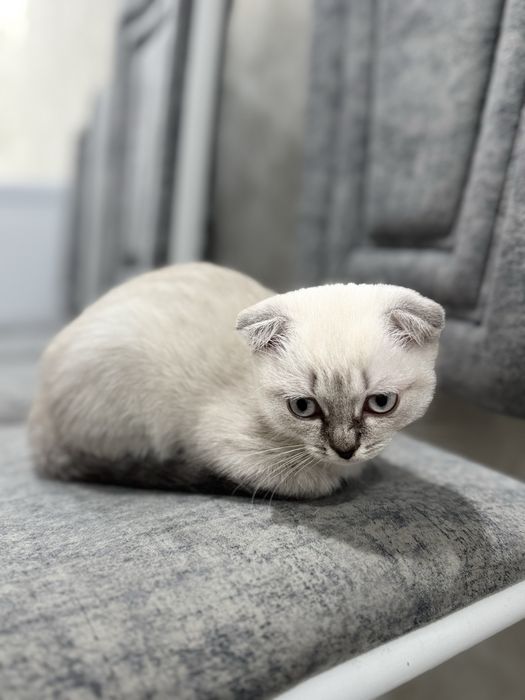 Продам котенка шотландский, мальчик