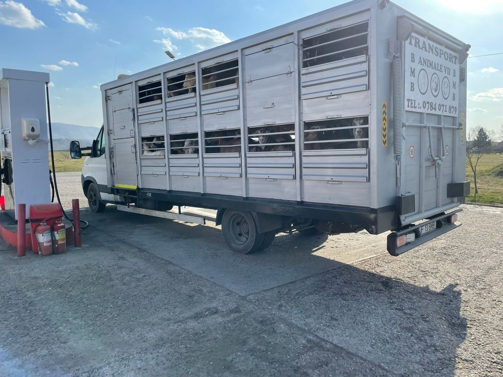 Transport animale vii autorizat capre oii vaci transport struți