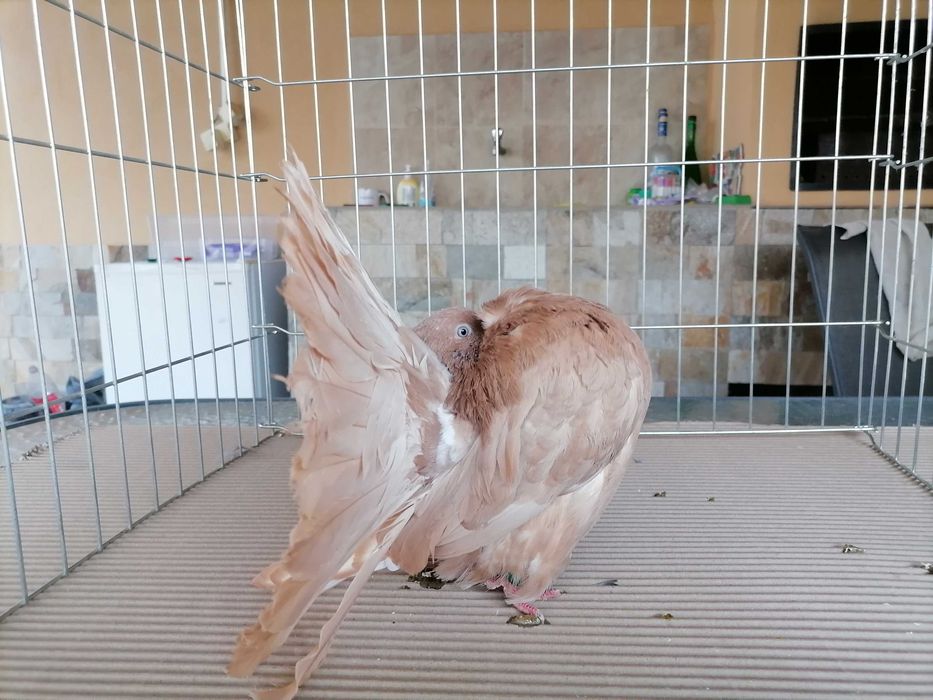 продавам гълъби фенерлии