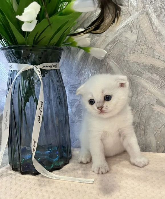 Шотландский вислоухий котёнок белый