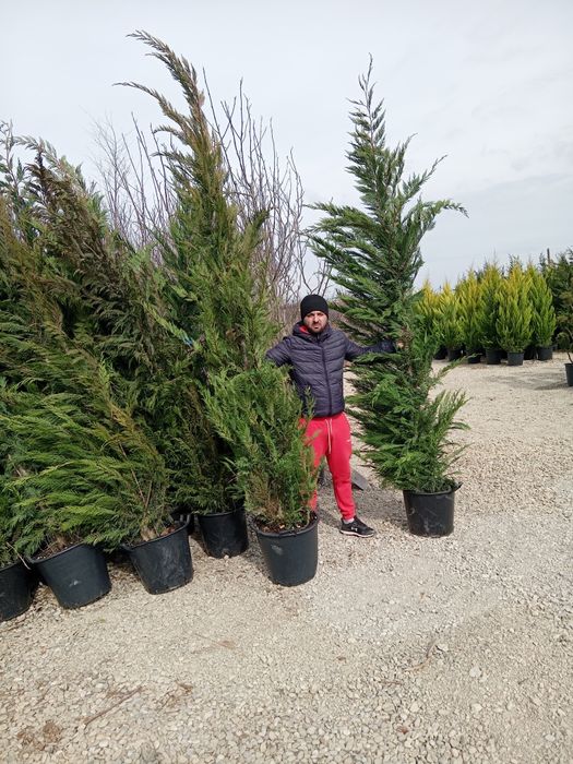 Chiparosi pentru gard viu