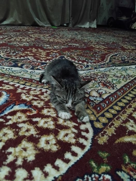 Uyda orgatilgan mushuk