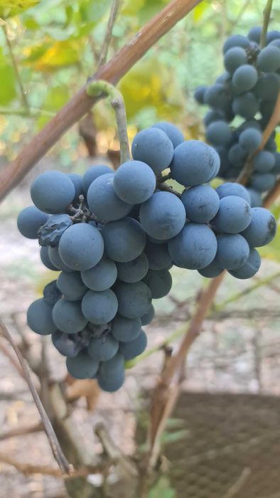 Vand struguri de vin Timisoara