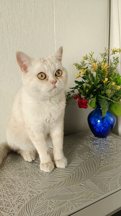 Продаётся Британский кот