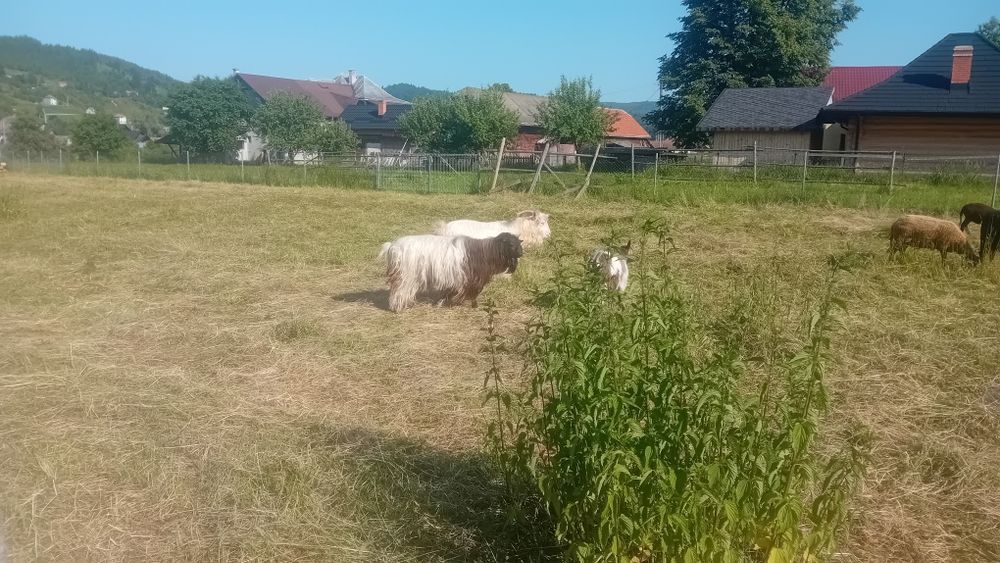 tapi de vanzare carpatin