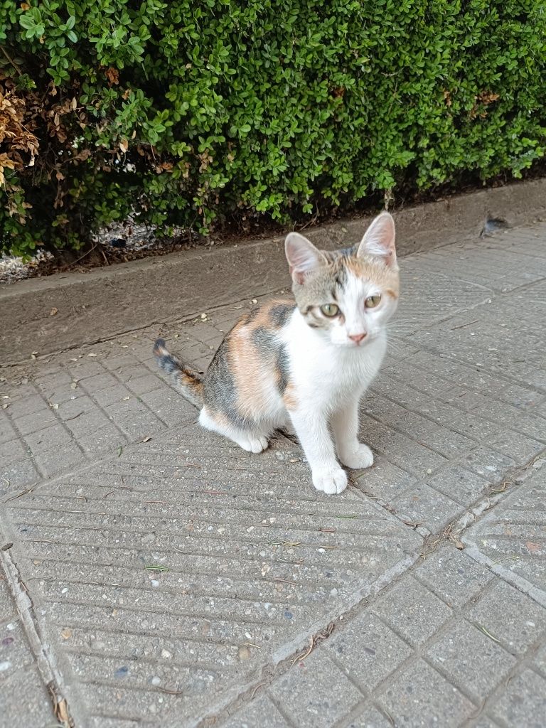 Котета на 4-5 месеца