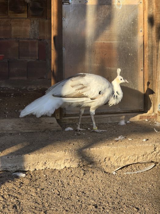 Зелени пауни Muticus Muticus и Спалдинг висок процент
