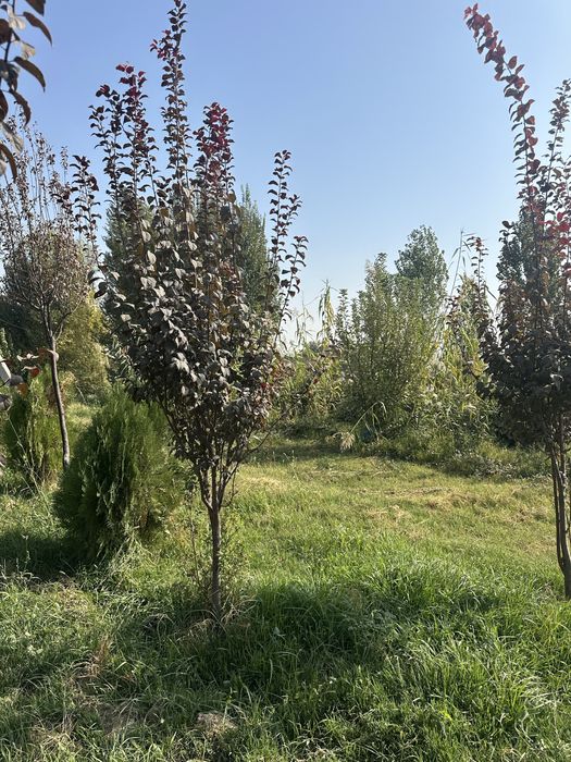 Manzarali darahtla