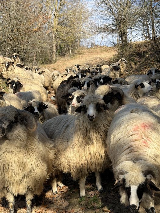 50 de oi cu mielute si un berbecut