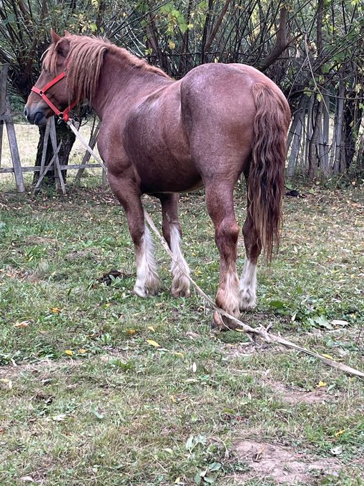 De vanzare cal castrata 4 ani