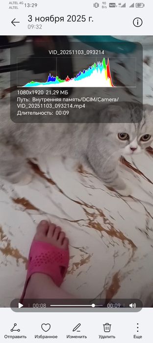 Отдам срочно шотландская вислоухая 2 года