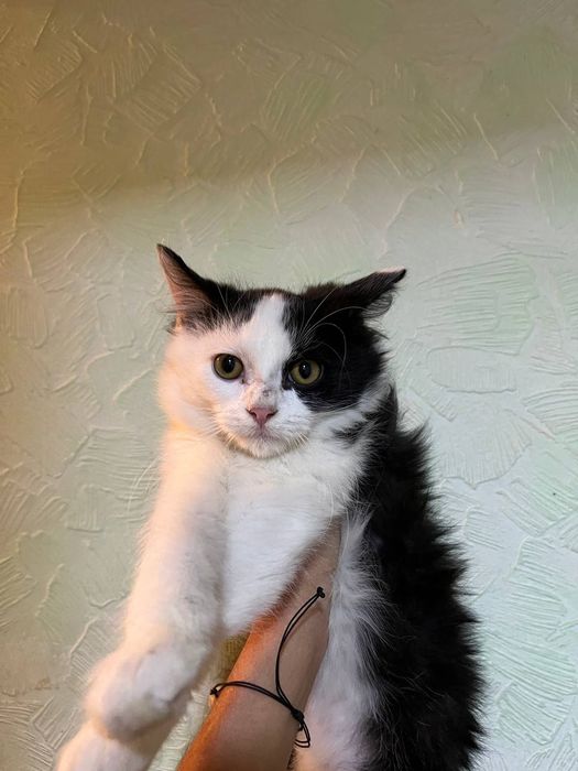 КОТЯТА! Отдам милых котят в добрые руки!