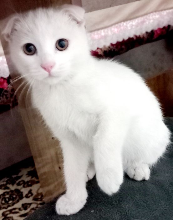 Продаётся белый котёнок шотландская вислоухая скоттиш-фолд