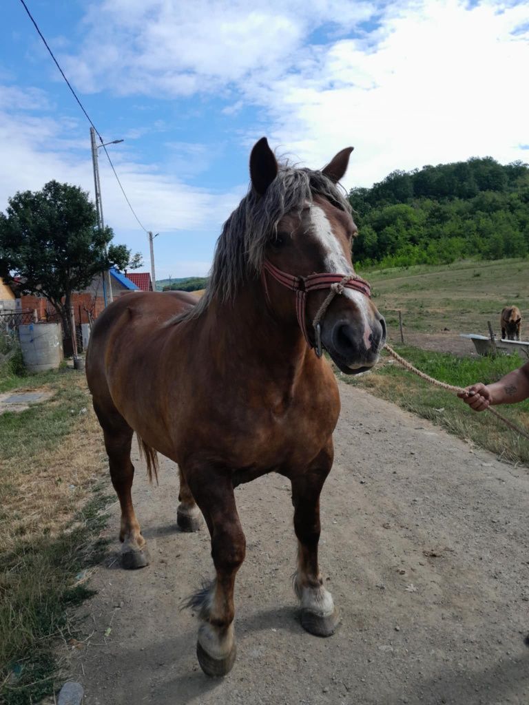 Vand iapa de 6 ani