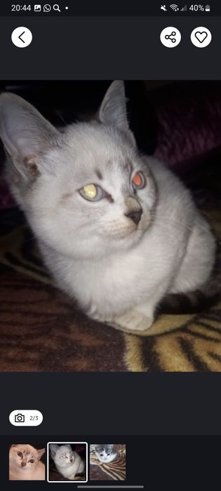 Котята в добрые руки