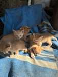 Котят отдам красивых