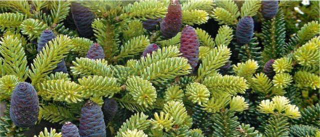 Продавам елхички дрянче клонки и букечета за ваза