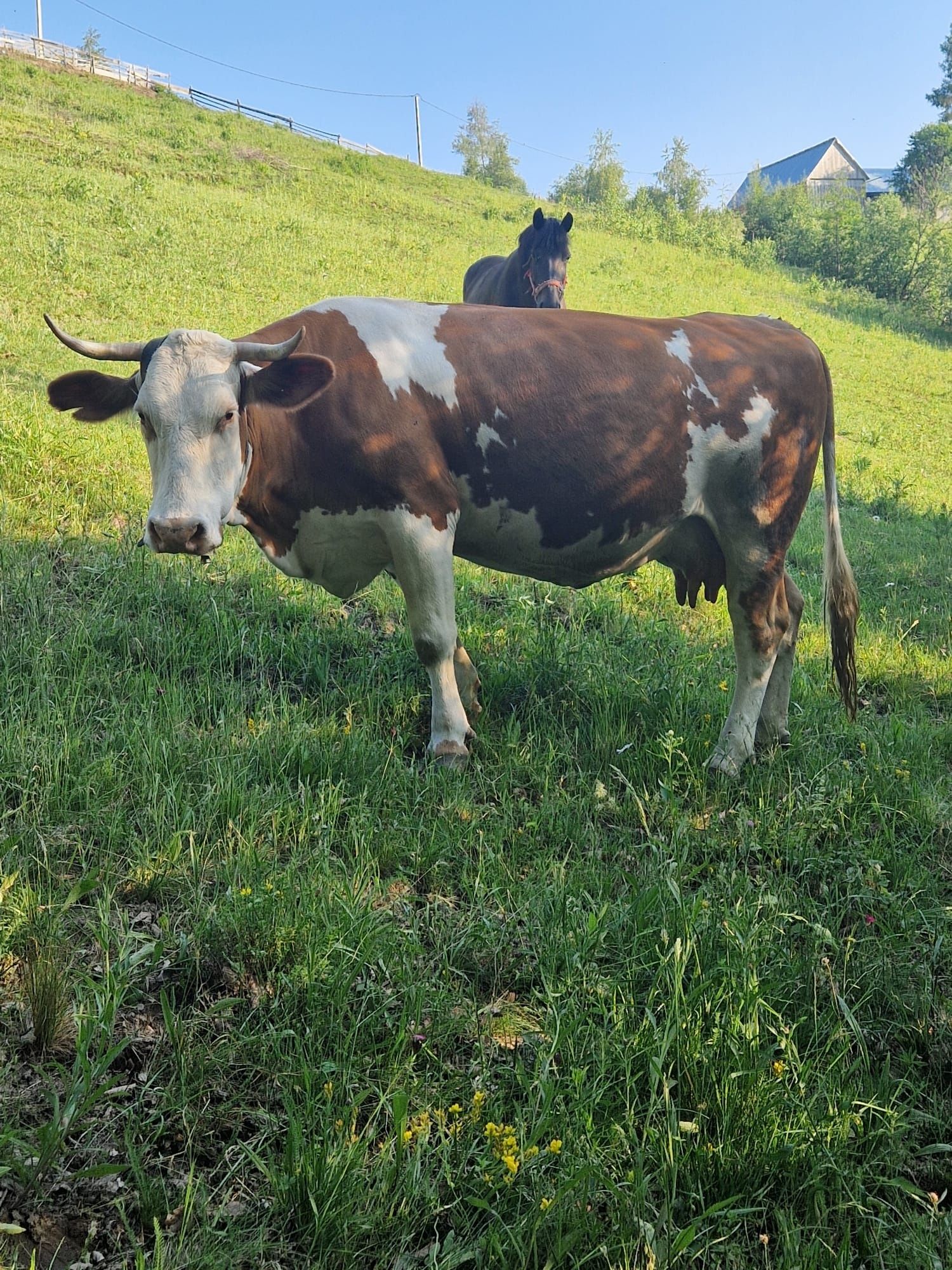 Vaca de vanzare. În data de 20-25 iulie trebuie sa fete