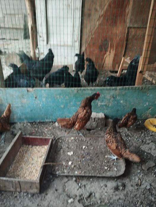 Золотой сбрайт хурозлари сотувда 4дона