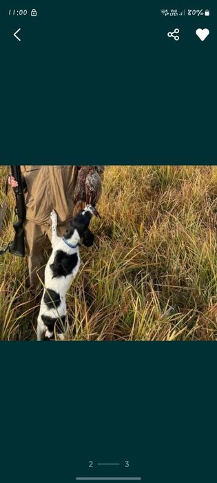 Русский спаниель