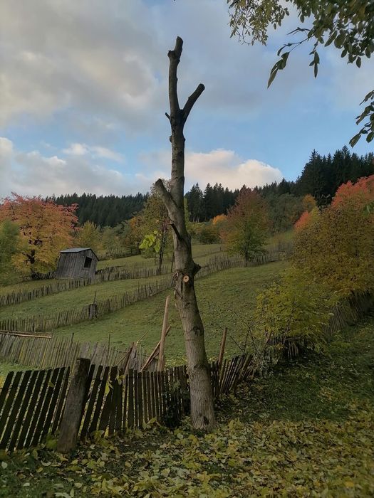 Lemn de nuc de vânzare