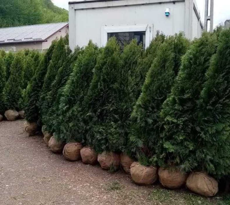 Plante ideale pentru orice decor exterior