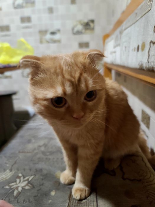 Вязкага скотиш фолд мушук