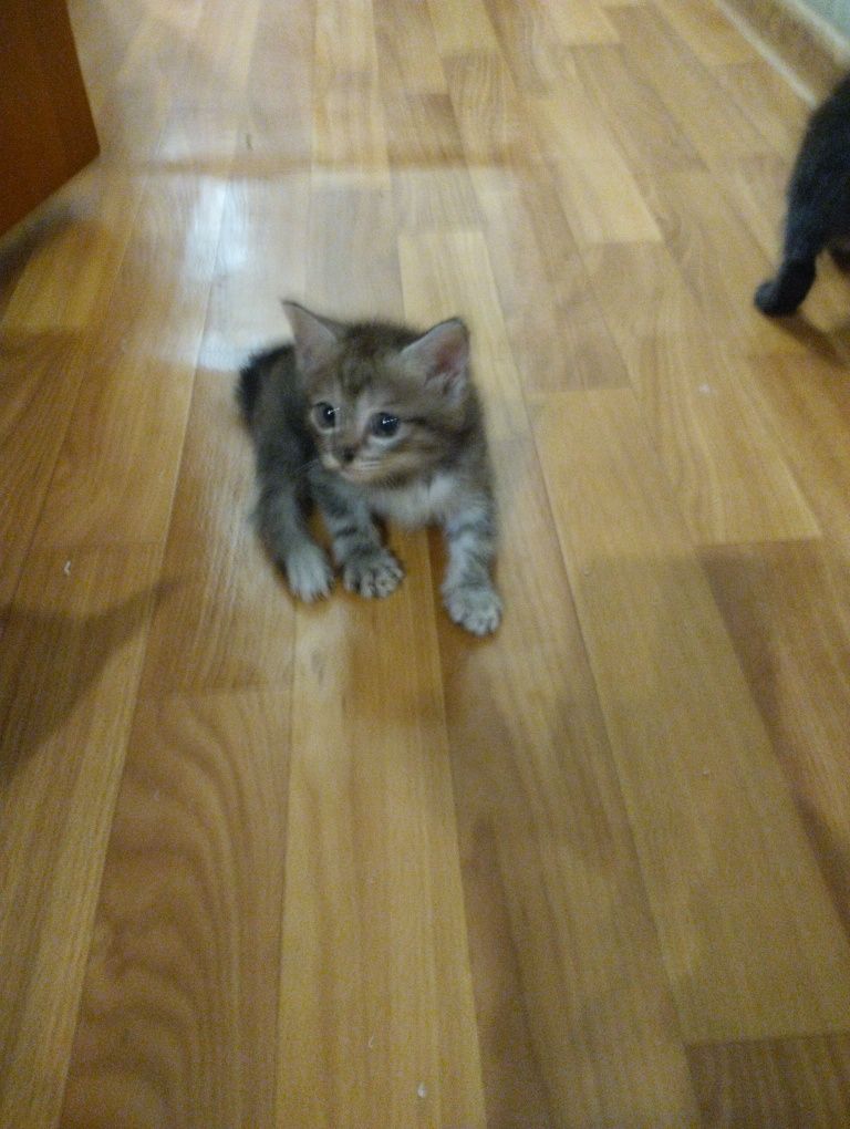 Котята в добрые руки!