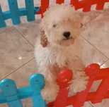 Pui Caniche / Pudel Pitic apricot