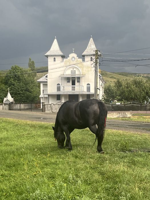 Iapă neagră,………..