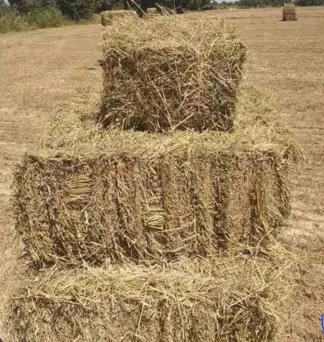 Шалы прес бар 8000