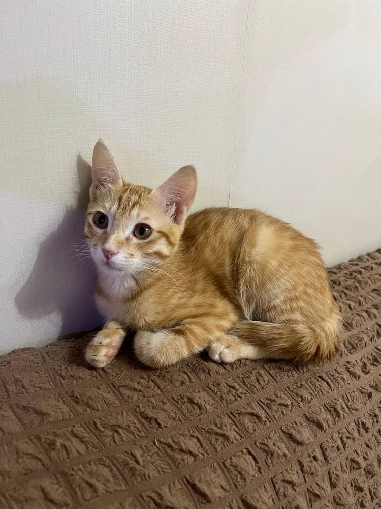 Котенок ищет нового хозяина