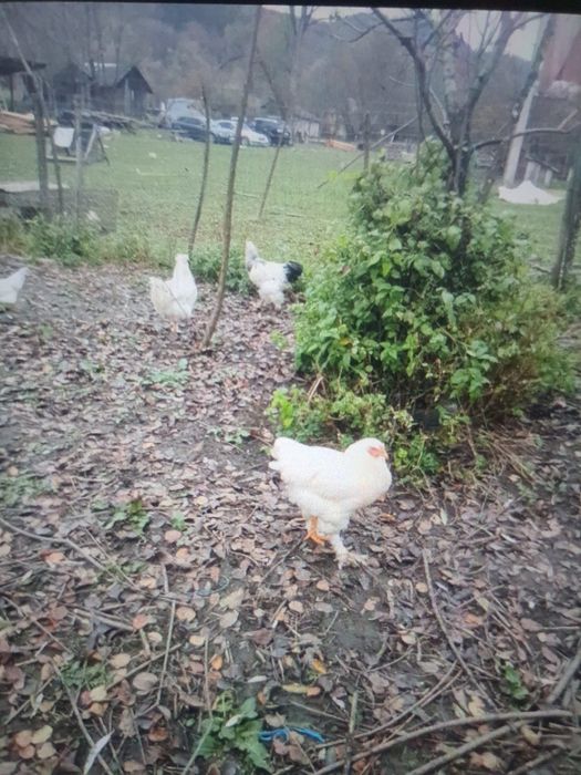 Vând cocosi de casă