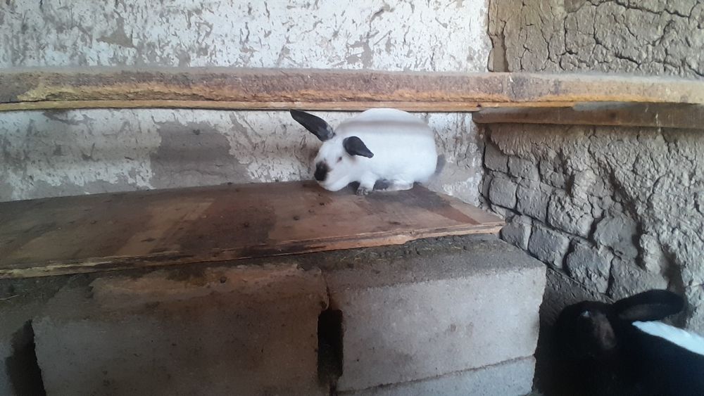 Қояндар сатылады