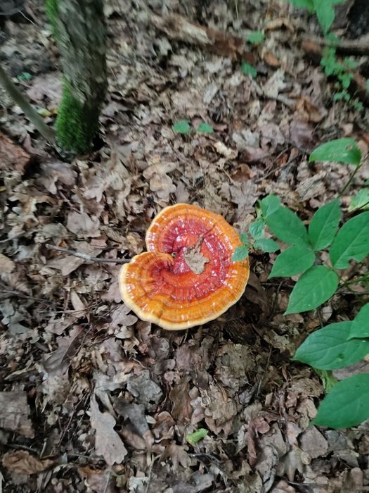 Vând ciuperci medicinale Ganoderma lucidum