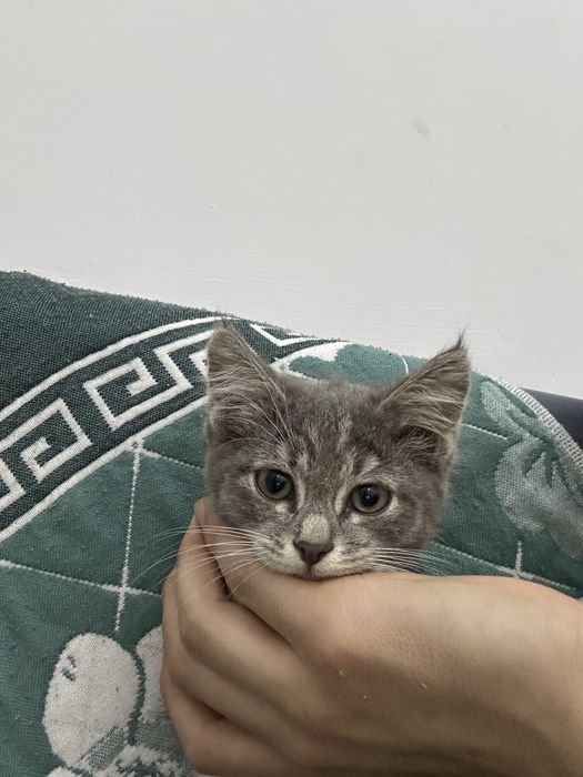 Котенок маленьки