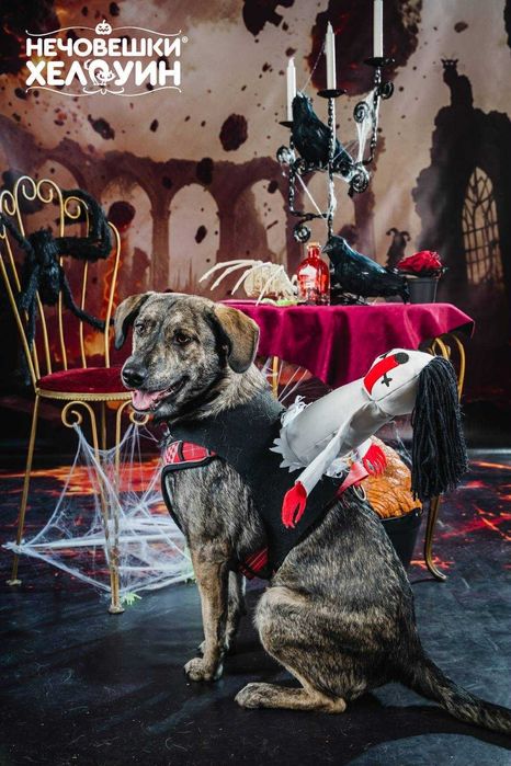 Подарявам младо женско кученце