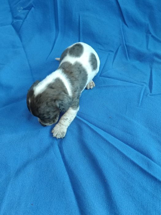 Teckel mini arlechin merle tekel mini