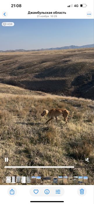 Тазы 1 жарымда жасы.ауызданған қойан ,тулкі .Шырғаға жугіреді