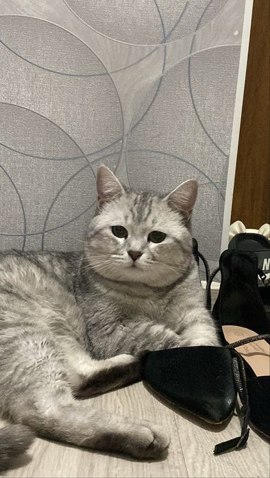 Породный мысык британский жаксы колга беремин