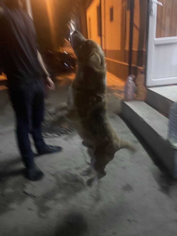 Парода: бигл,охотични